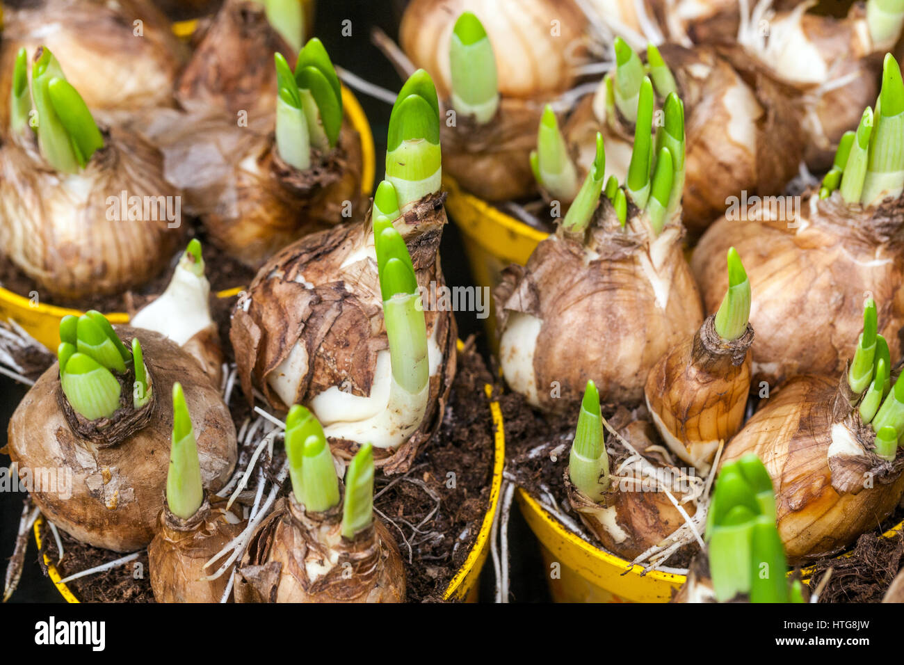 The budding daffodils bulbs in flower pots Stock Photo Alamy
