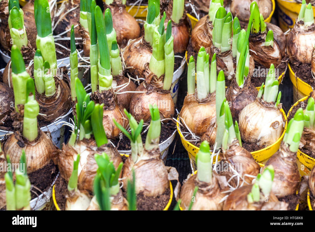 The budding daffodils bulbs in flower pots Stock Photo Alamy