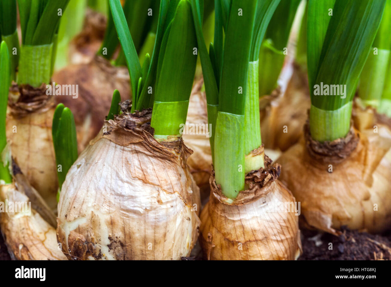 The budding daffodils bulbs in flower pots Stock Photo Alamy