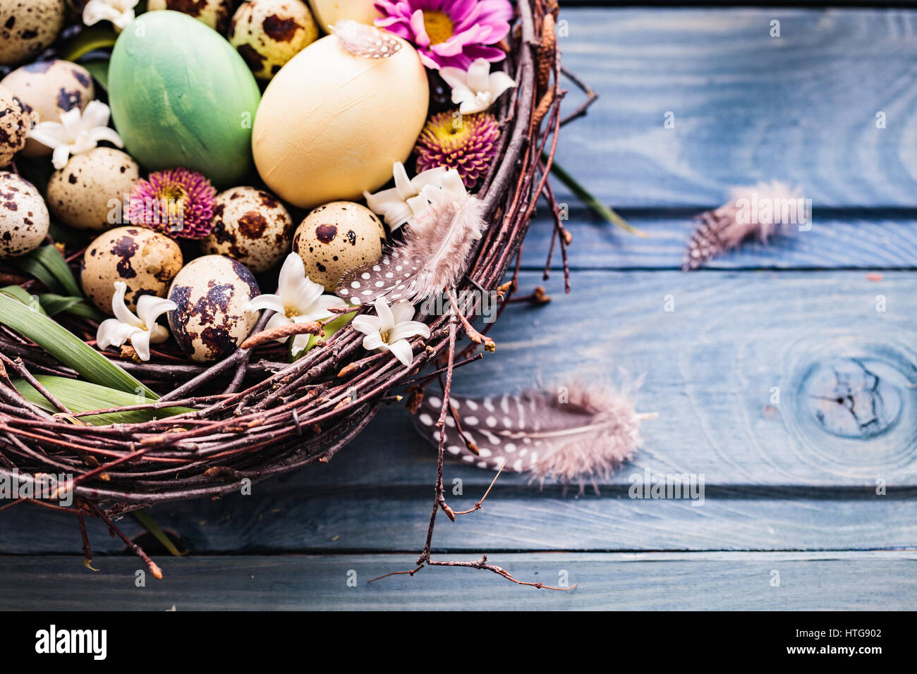 Nest with easter eggs and flowers on a blue wooden background. top view ...
