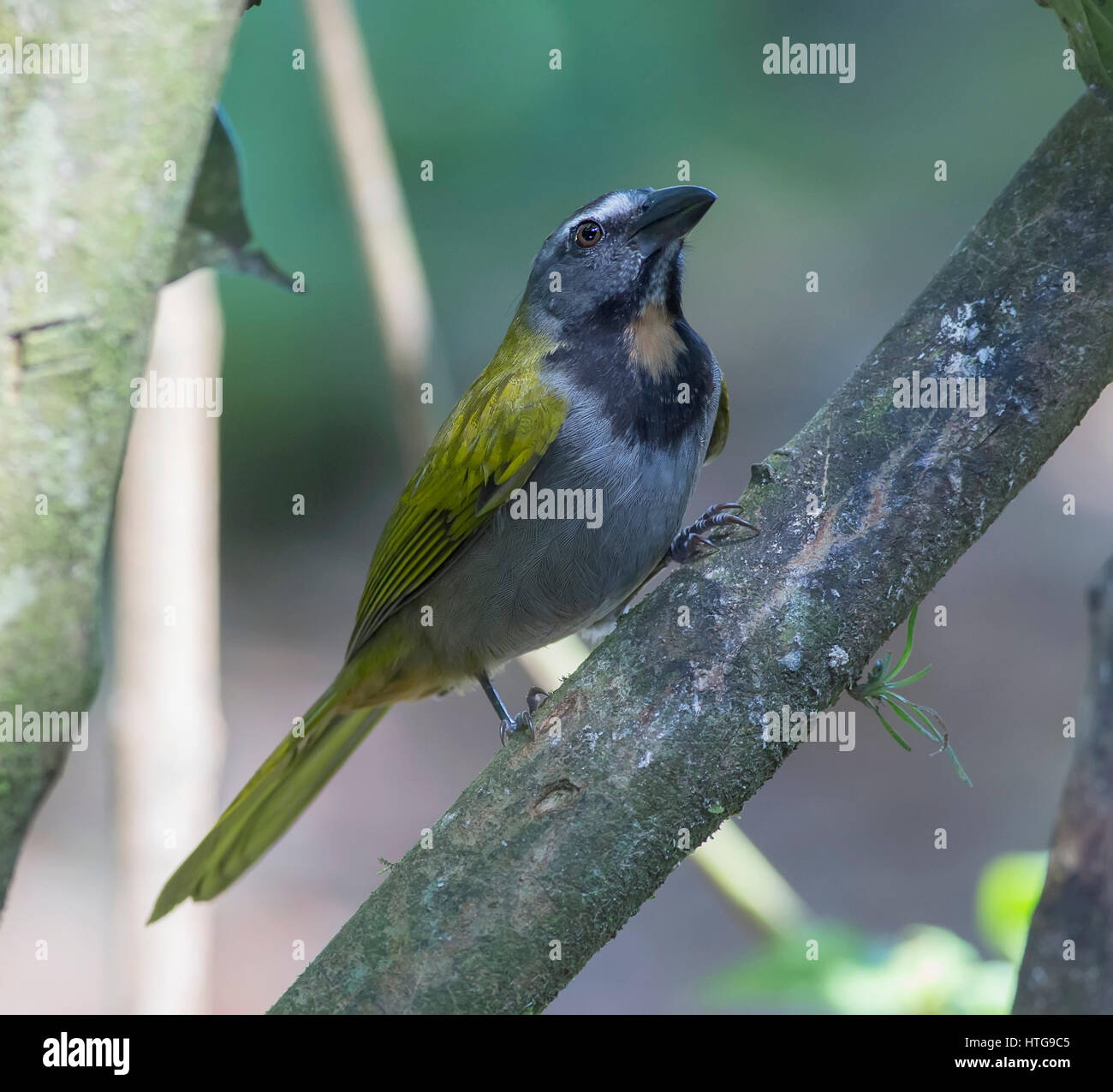 Buff-throated Saltator perched on a branch looking up Stock Photo