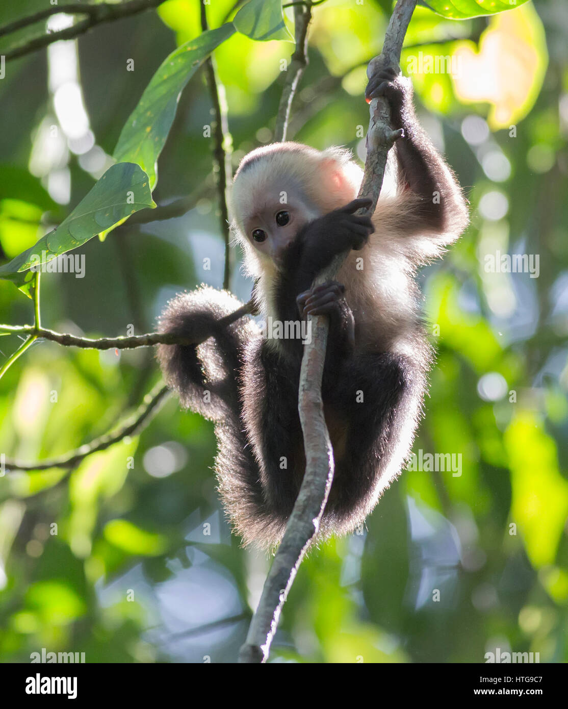 Capuchin White Faced Monkey climing around in the trees Stock Photo