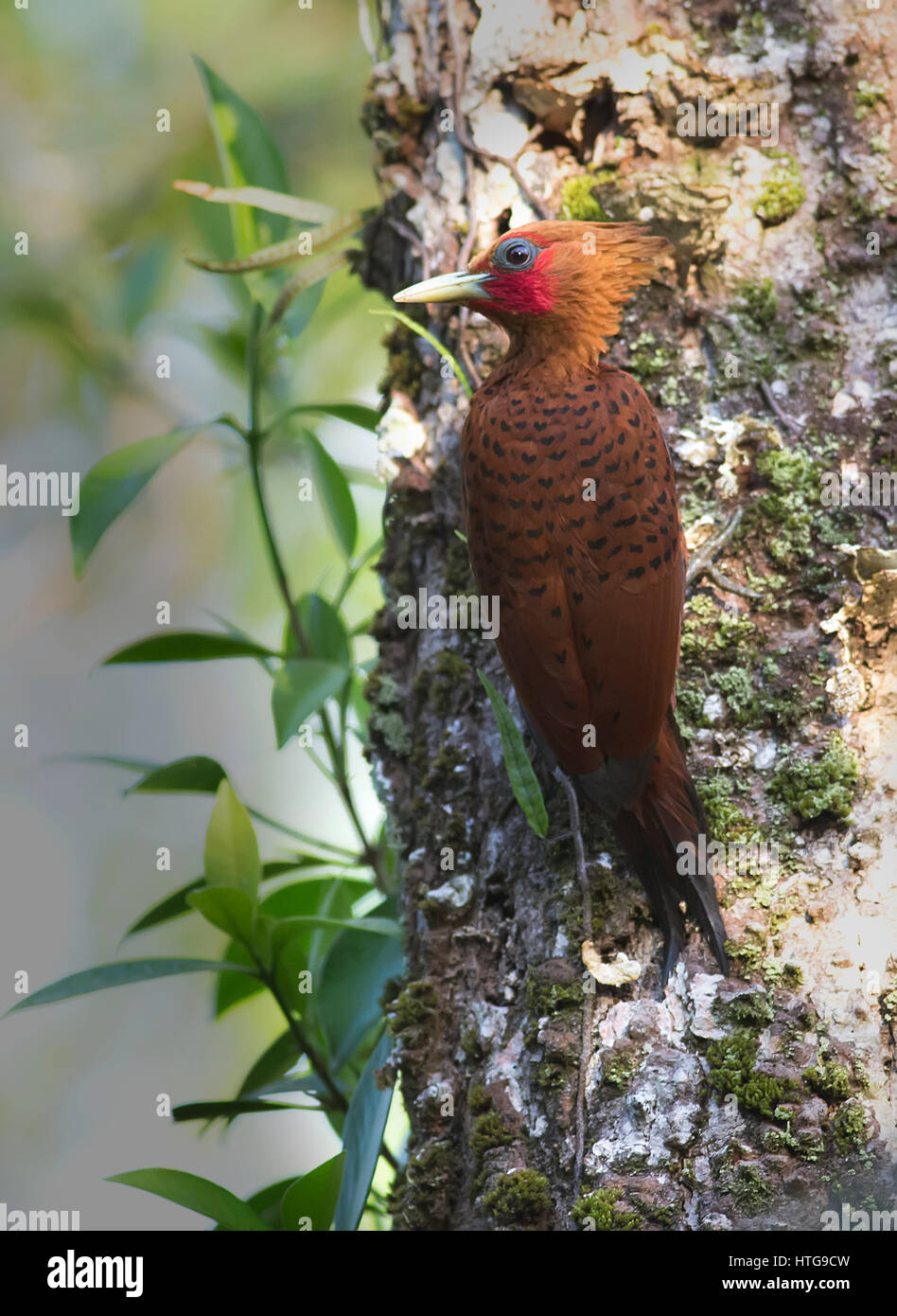 Chestnut-colored Woodpecker clinging to a tree Stock Photo