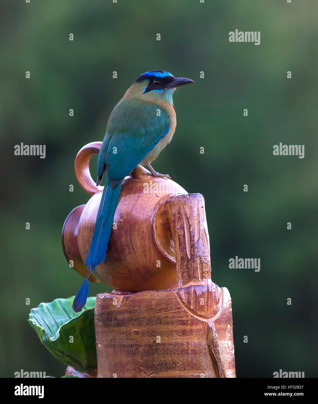 Lesson's Motmot perched on a water fountain Stock Photo