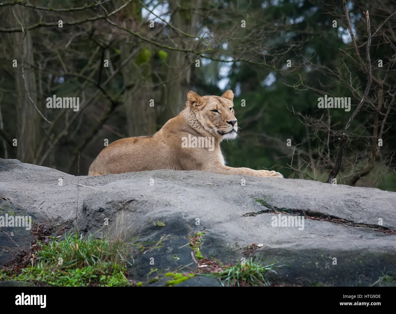 Majestic Lioness relaxing on a rock Stock Photo