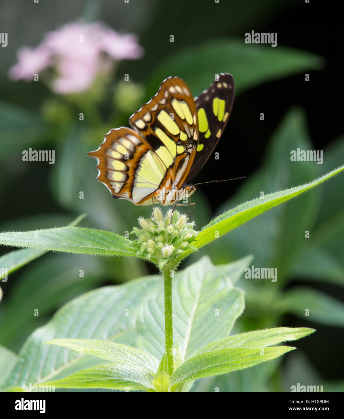 Malachite Butterfly eating nectar from a flower Stock Photo