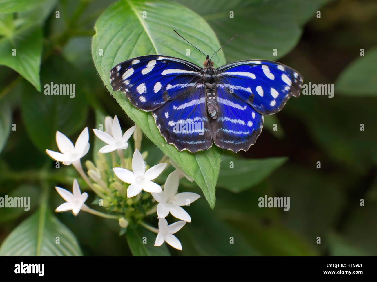 Mexican Bluewing Butterfly and white flowers Stock Photo