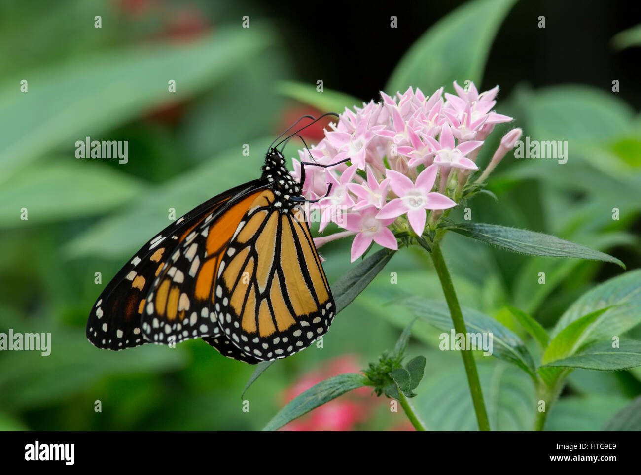 Monarch Butterfly eating nectar from a flower Stock Photo