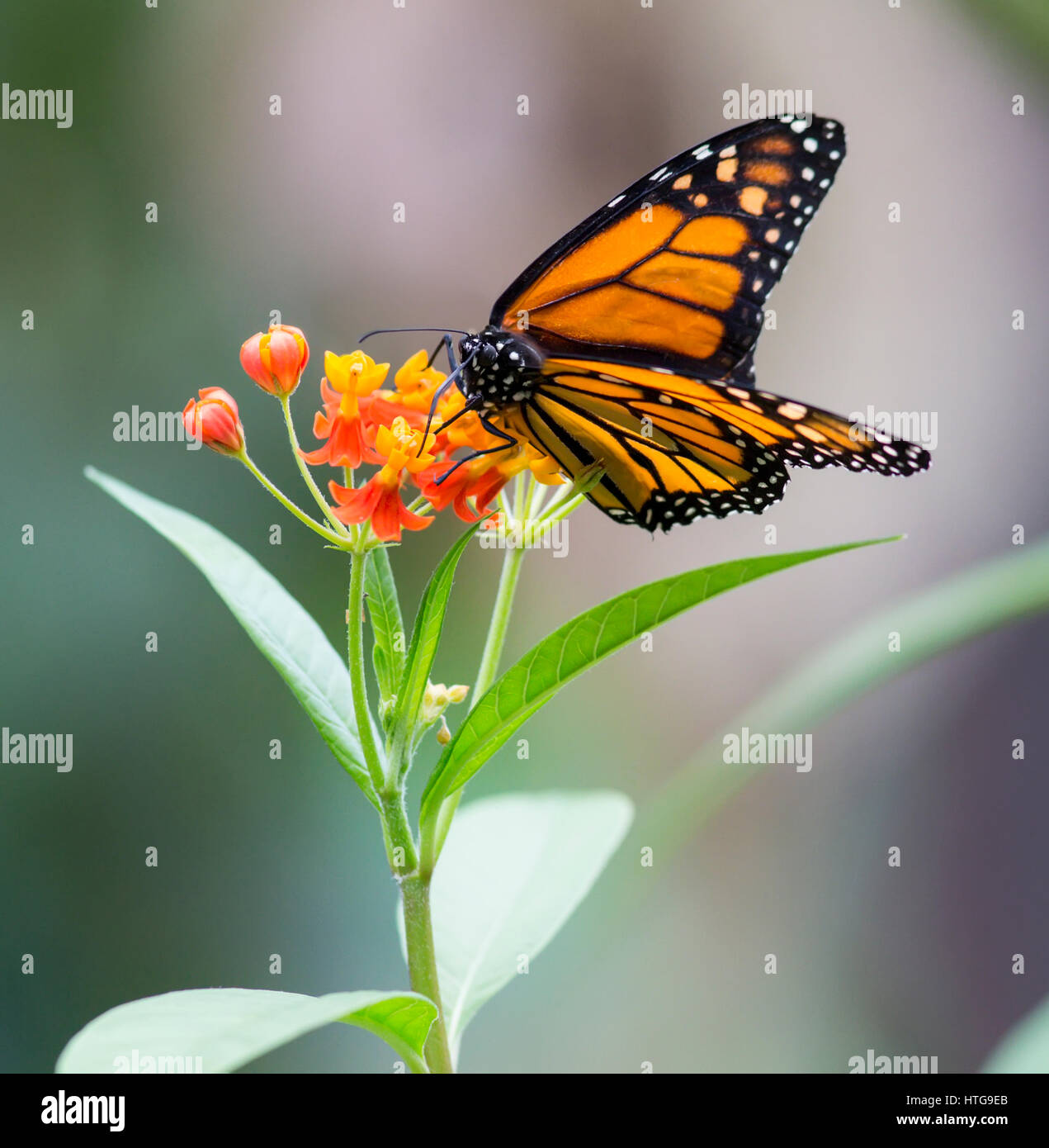 Monarch, Canaus plexippus sucking nectar from a flower Stock Photo
