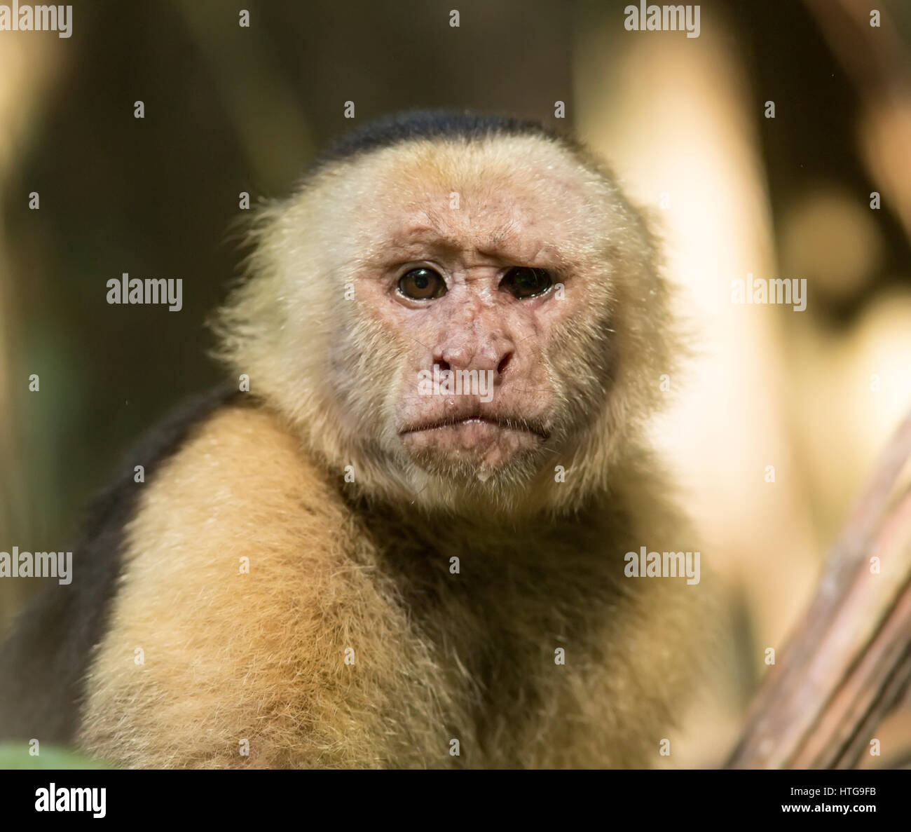 Portrait head shot of a very old Capuchin White Faced Monkey Stock Photo