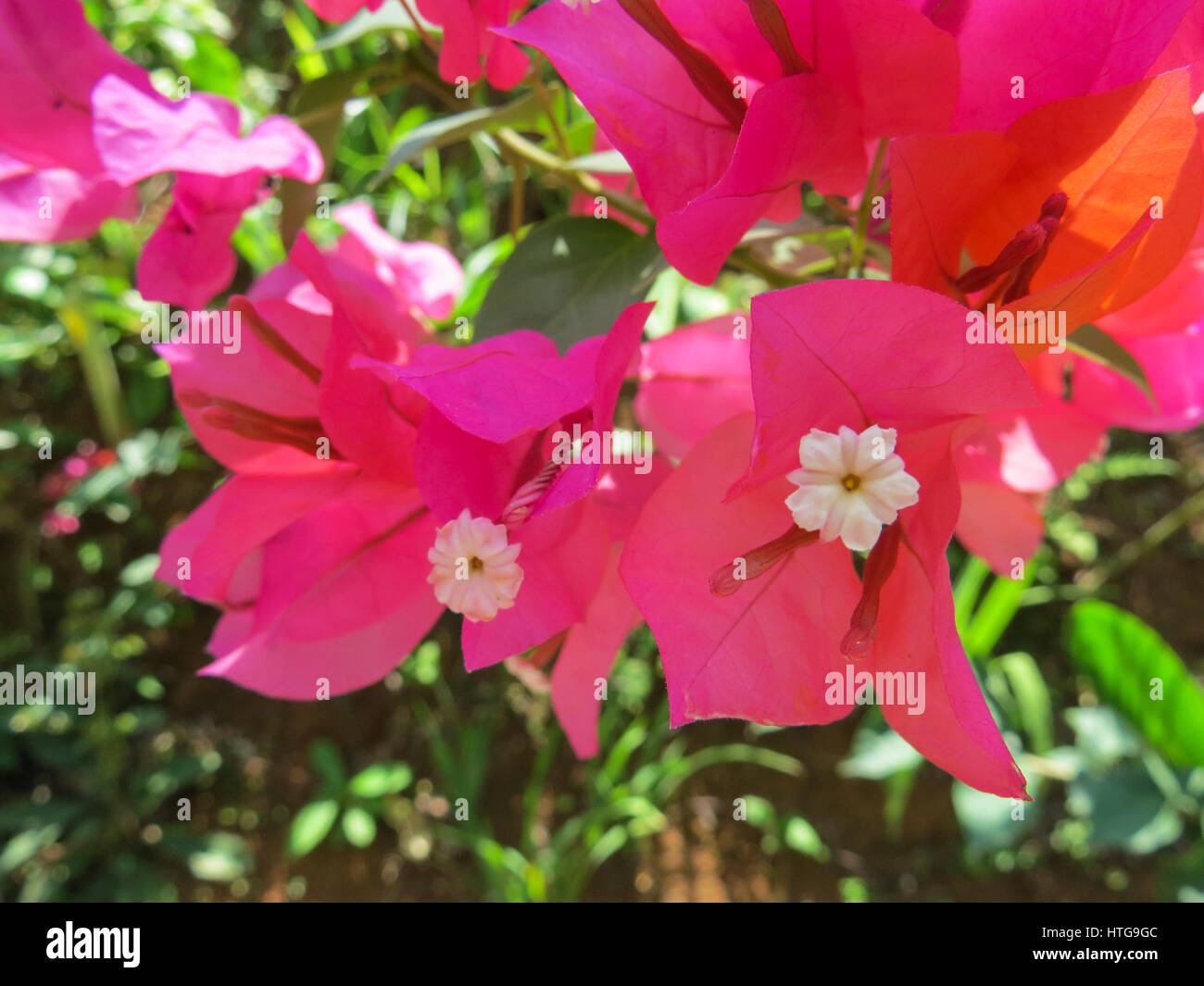 Closeup of Pink Bougainvillea Flowers Stock Photo