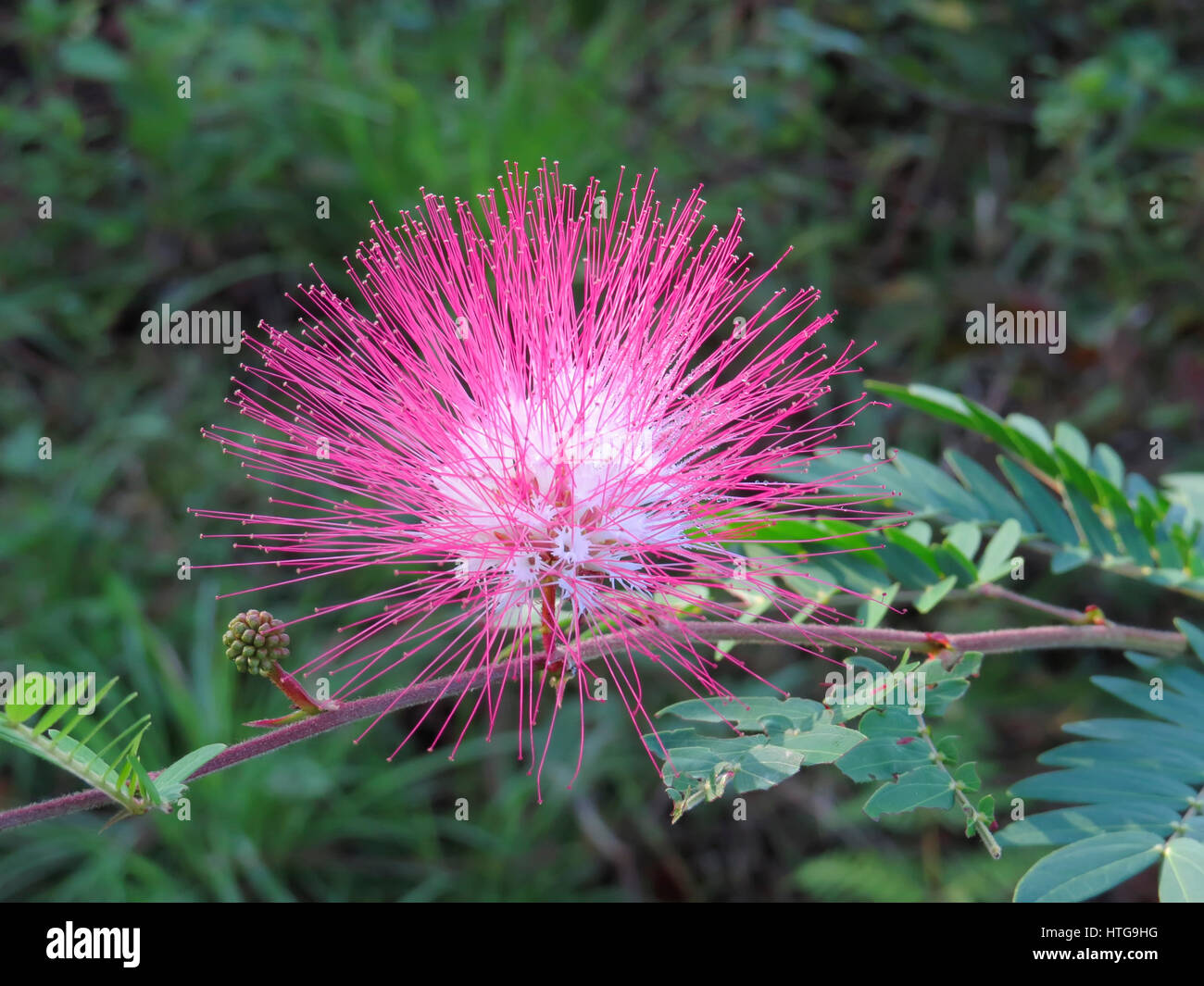 Red Powder Puff Tree Flower, Calliandra haematocephala Stock Photo Alamy
