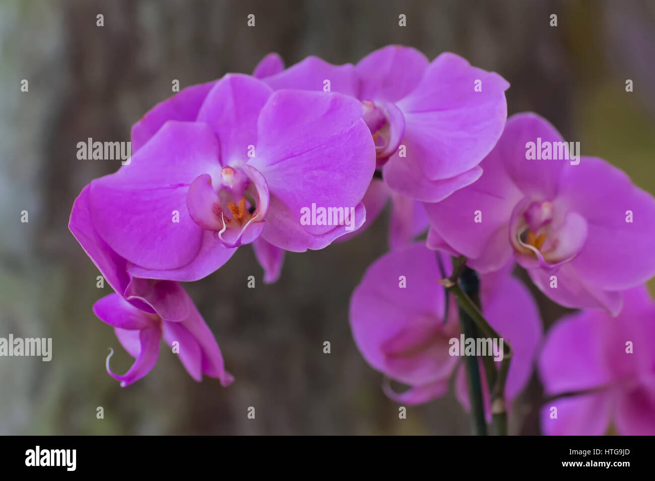 Closeup of Purple Orchids Stock Photo