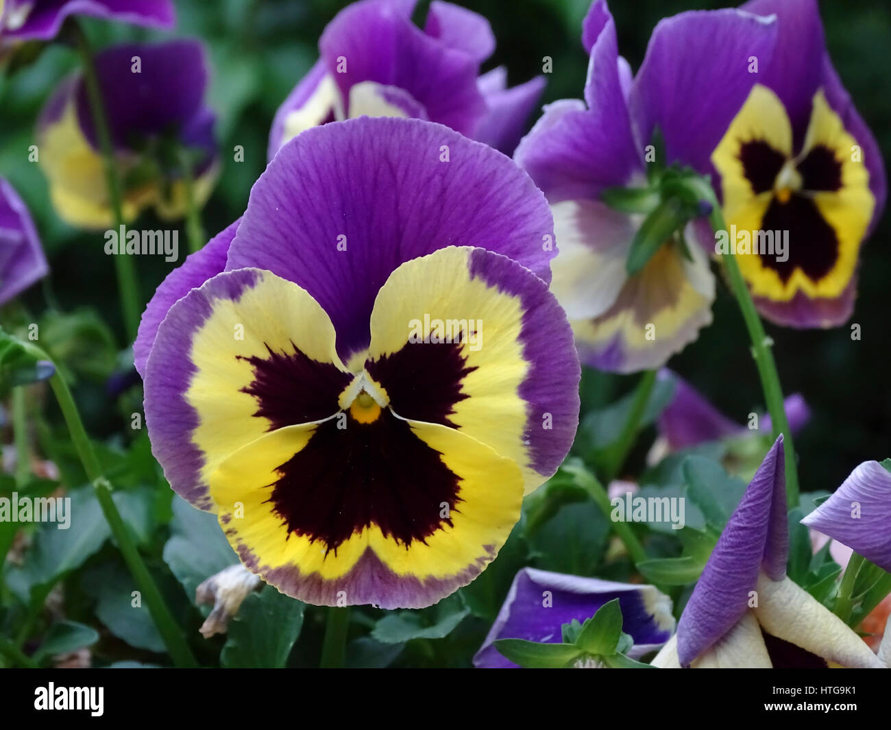 Closeup of Purple and Yellow Pansies Stock Photo
