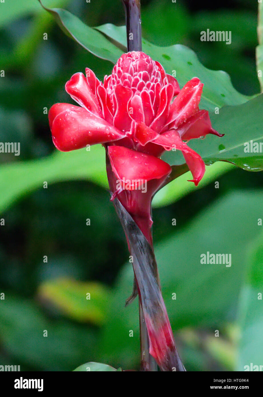Red Torch Ginger Flower, Etlingera elatior Stock Photo