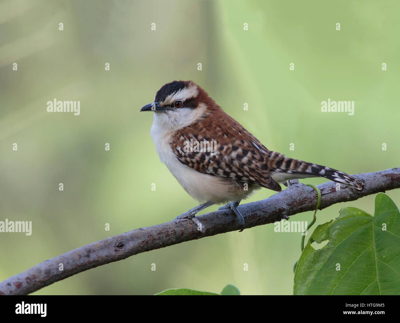 Closeup of a Rufous-naped Wren perched on a branch Stock Photo
