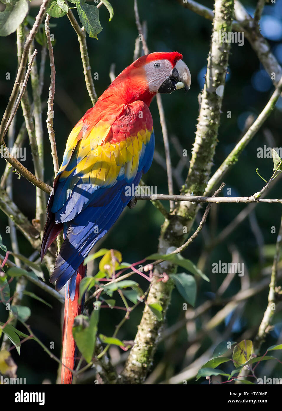 Scarlet Macaw perched on a branch eating fruit Stock Photo