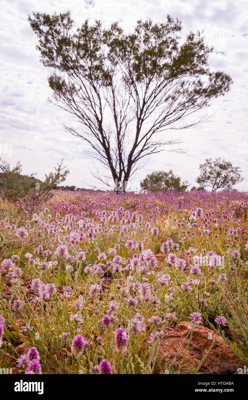 Pink Mulla Mulla Wildflowers blooming in Australian Outback with tree in background Stock Photo