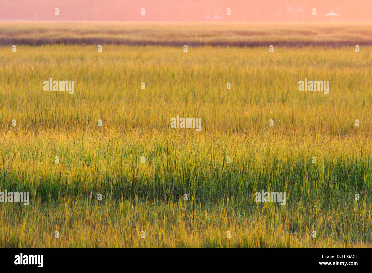 Grasses in salt marsh Stock Photo Alamy