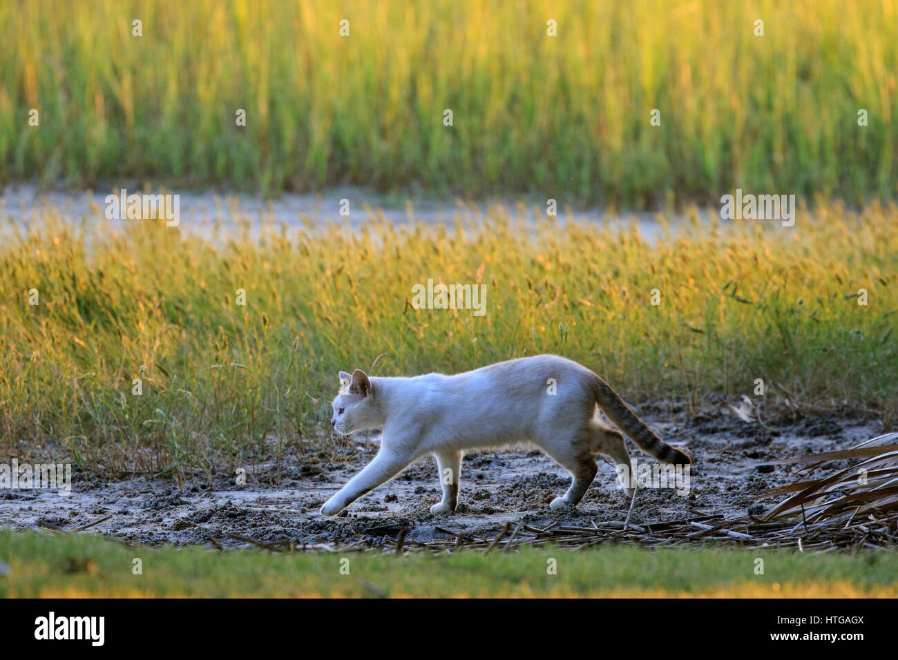 Feral cat prey hires stock photography and images Alamy