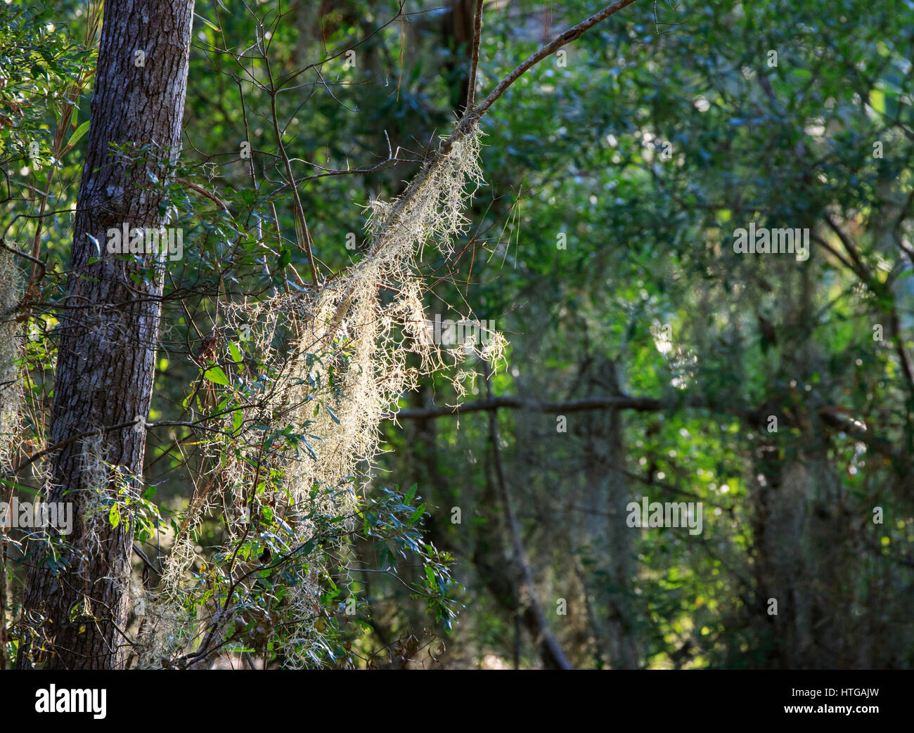Spanish moss on trees, backlit (Fort Pulaski National Monument picnic