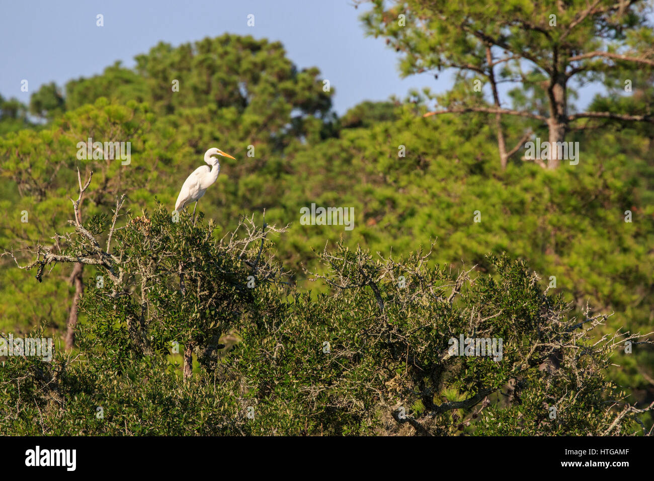 Great Egret (Ardea alba) in tree top. Stock Photo