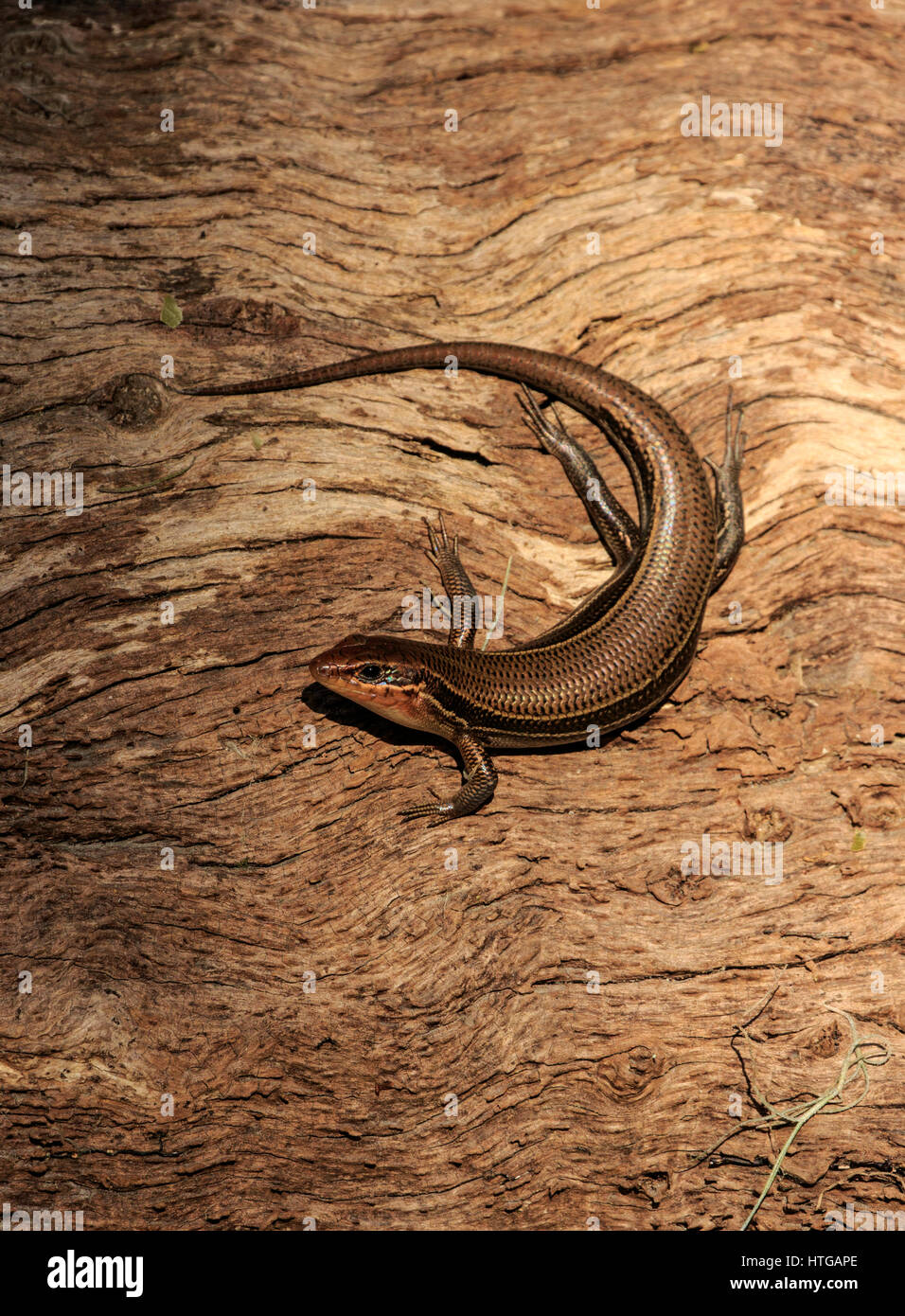 Five Lined Skink On Log Stock Photo - Alamy