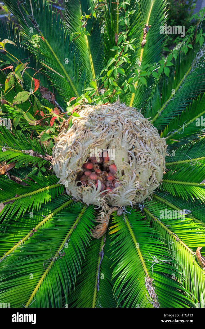 Sago palm and fruit. Stock Photo