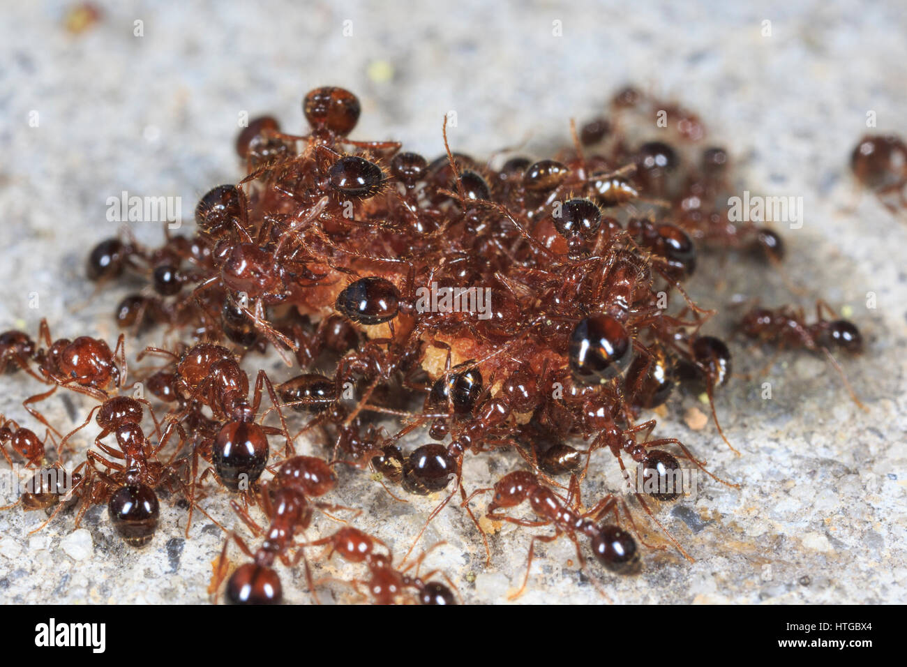 Ants swarming on a cracker scrap for food Stock Photo Alamy
