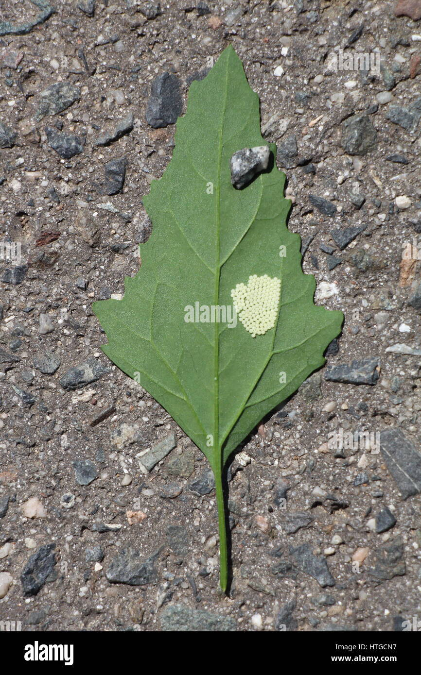 A Lot Of Small Butterfly Eggs Laid Underneath A Lambsquarter