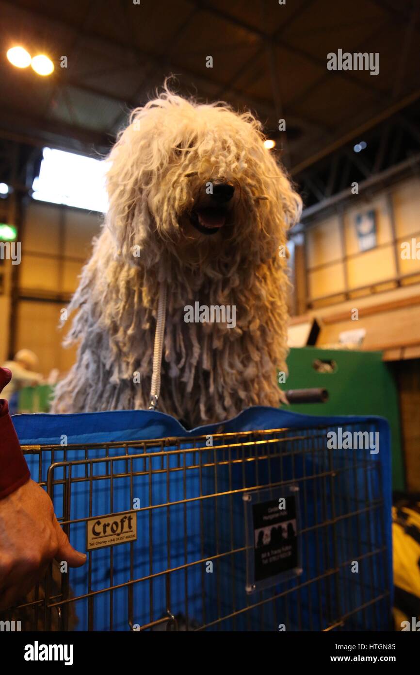 Crufts, Birmingham, UK. 12th March 2017. A Hungarian Puli called Fleur at the final day of Crufts 2017. ©Jon Freeman/Alamy Live News Stock Photo