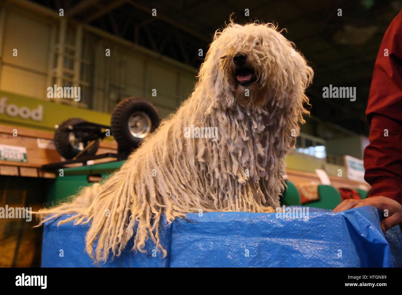 Crufts, Birmingham, UK. 12th March 2017. A Hungarian Puli called Fleur at the final day of Crufts 2017. ©Jon Freeman/Alamy Live News Stock Photo
