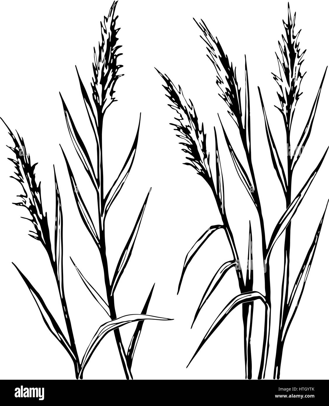 Hand drawn sketch of the reed isolated on white background. Stock Vector