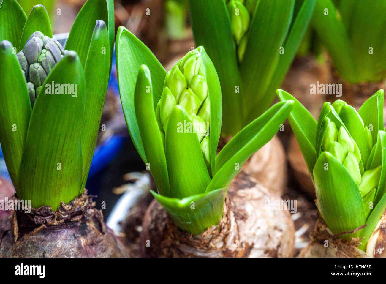 The budding Hyacinth bulbs in flower pots, Spring bulbs pots Stock Photo