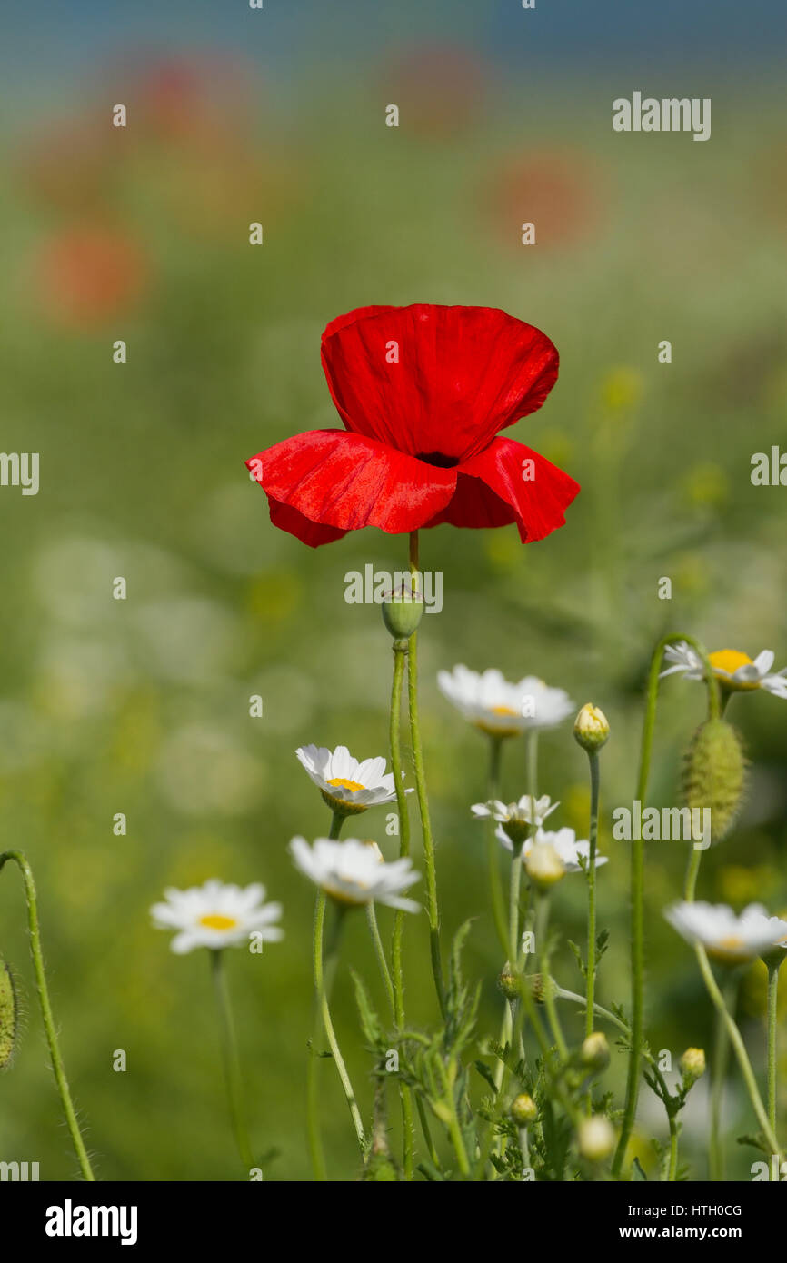 Single flower of wild red poppy on blue sky background with focus on ...