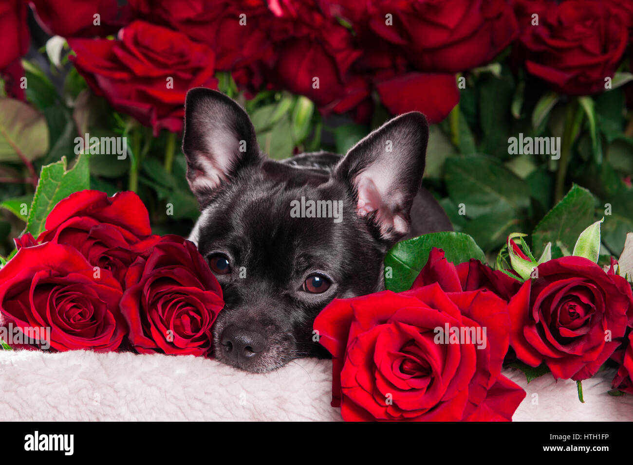 Black dog with red rose Stock Photo - Alamy