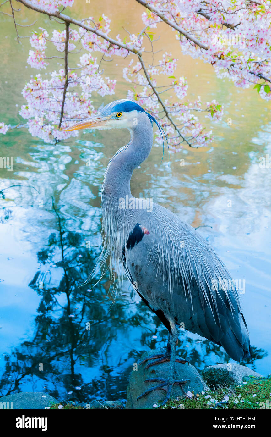 Great Blue Heron, Beacon Hill Park, Victoria, British Columbia, Canada