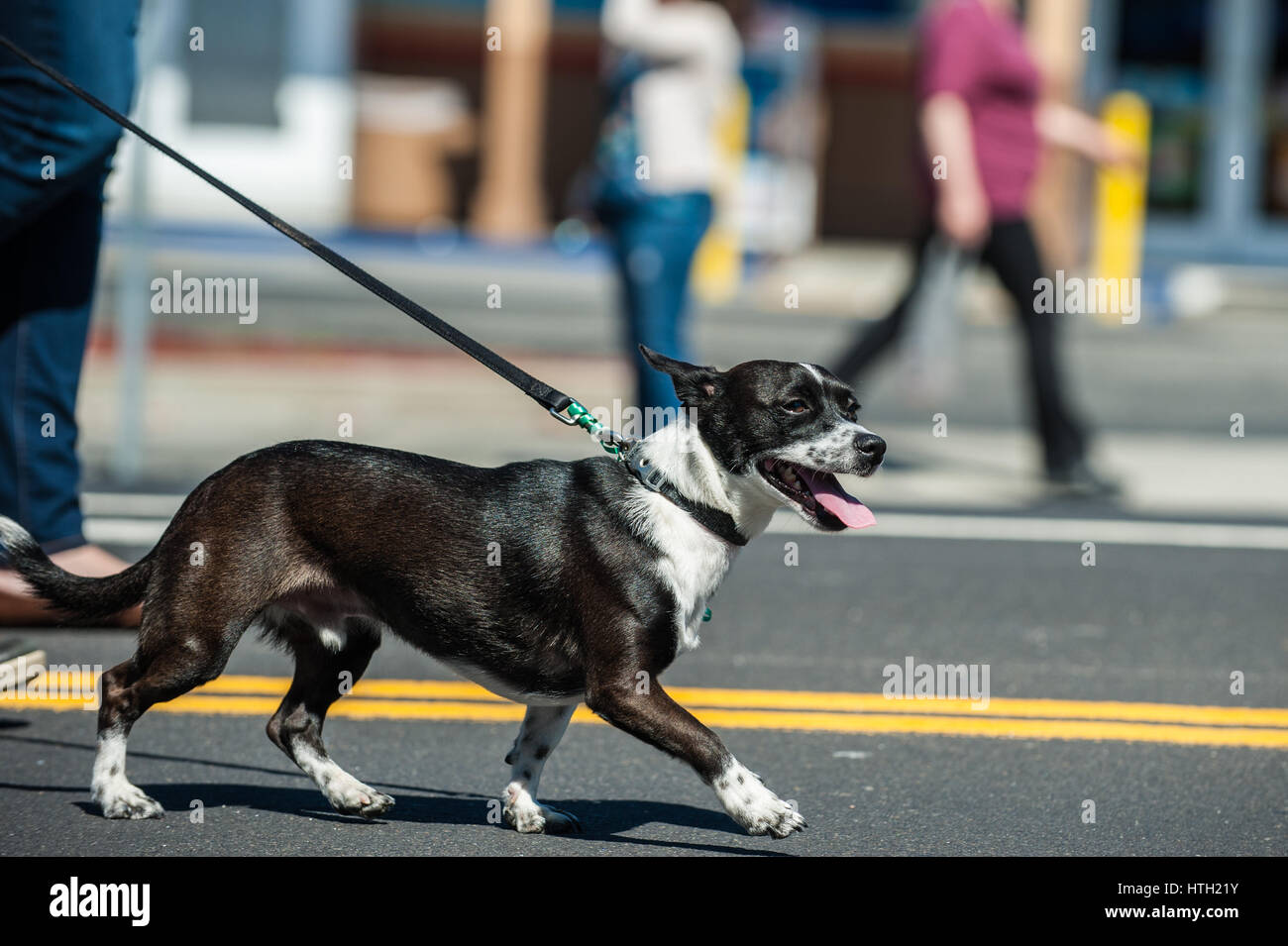 Mixed breed Jack Russel dog pulling on leash during walk Stock Photo