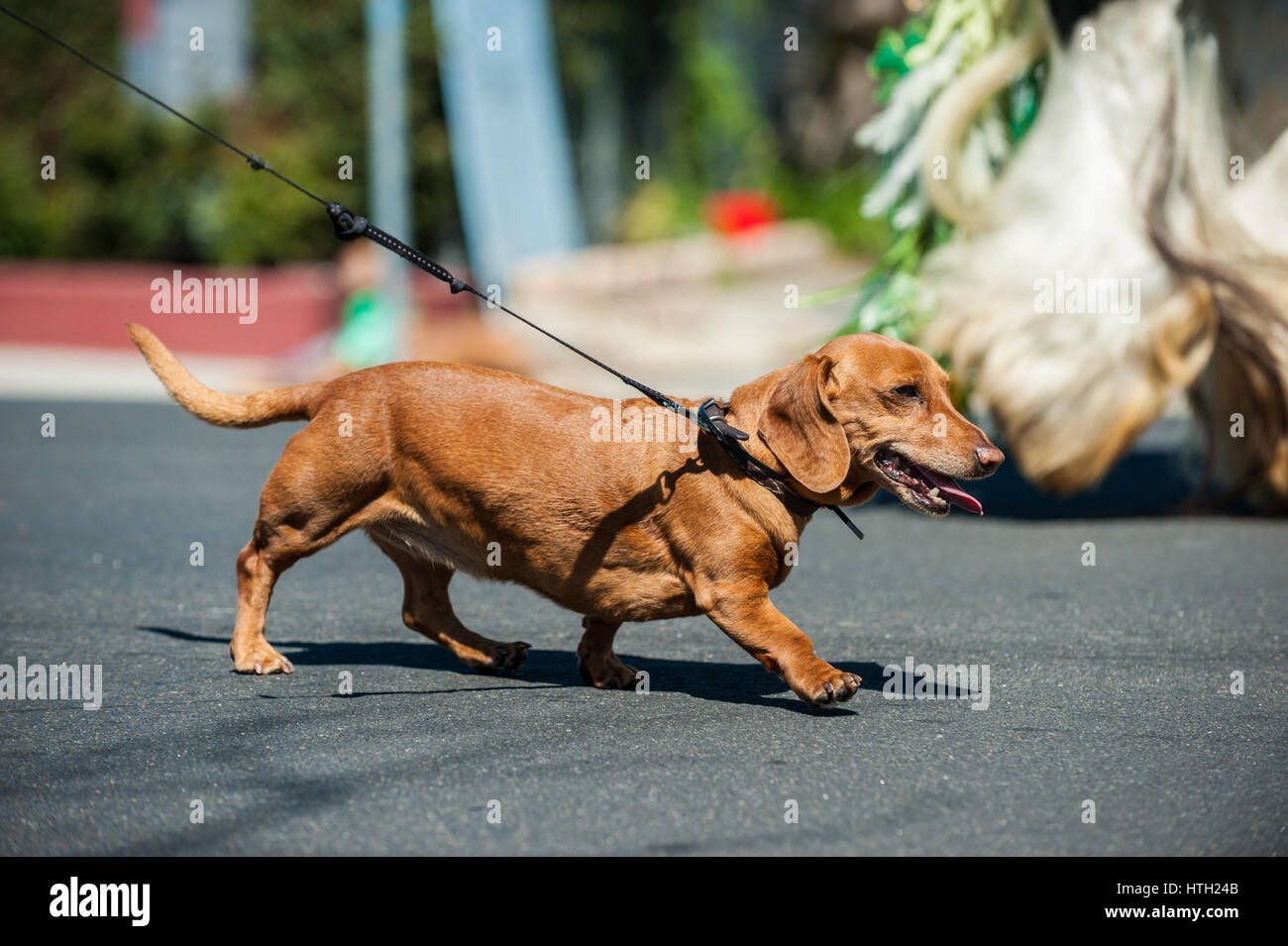 Small dachshund pulling on leash during walk Stock Photo Alamy