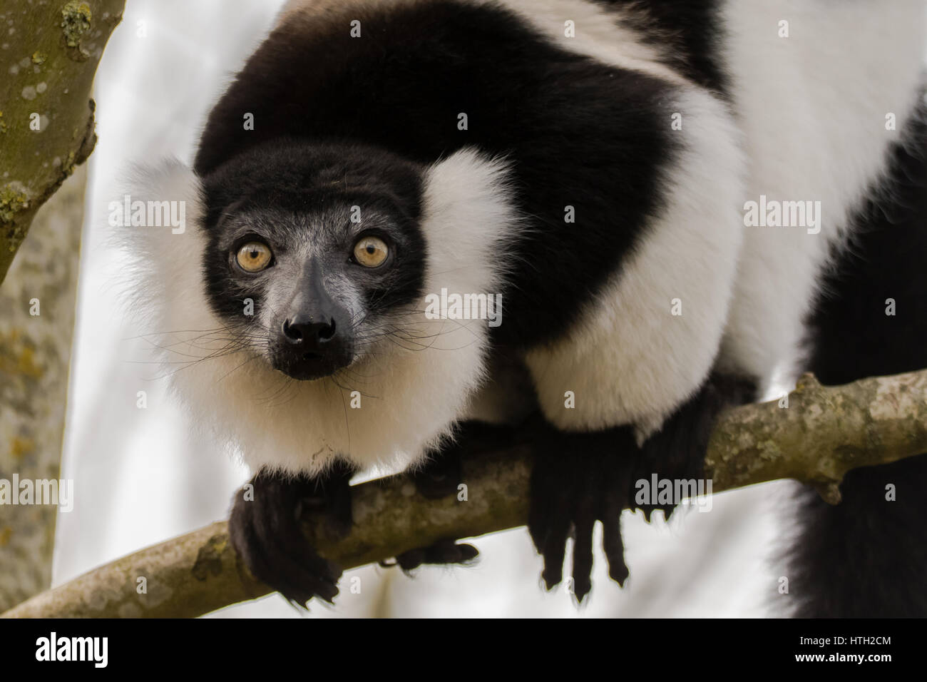 Black-and-white ruffed lemur (Varecia variegata) head on. Critically endangered lemur endemic to the island of Madagascar Stock Photo
