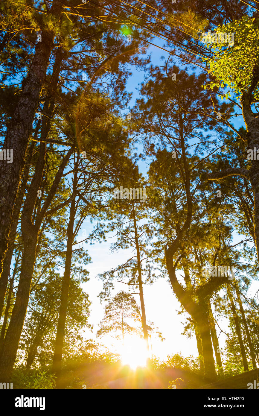 Pine tree sunrise on forest trail way mountain, Mountain landscape ...