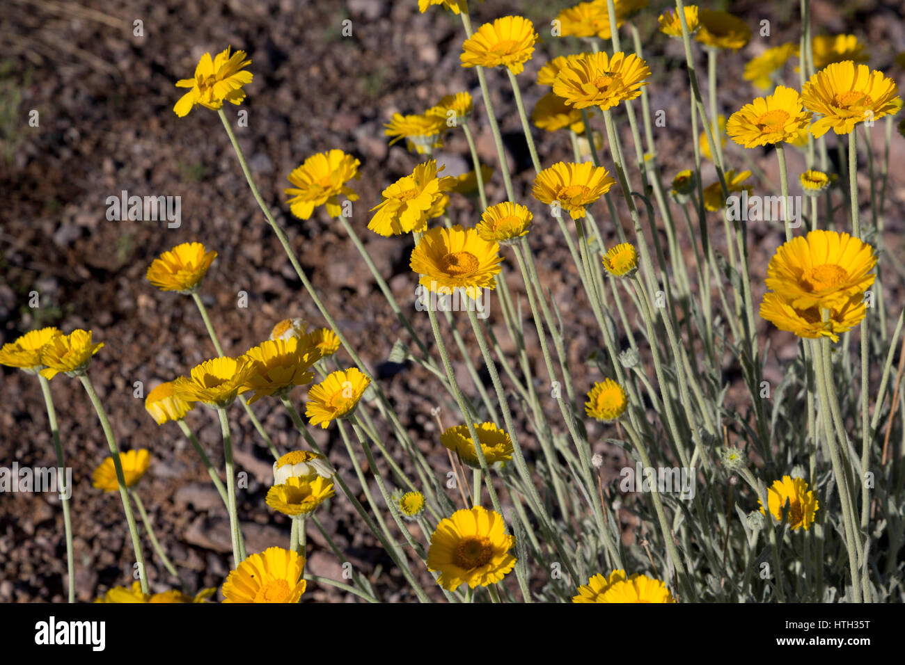Desert marigold in Arizona, America's Southwest.  Location is Picacho Peak State Park on March 10, 2017. Spring wildflowers are a tourist attraction. Stock Photo