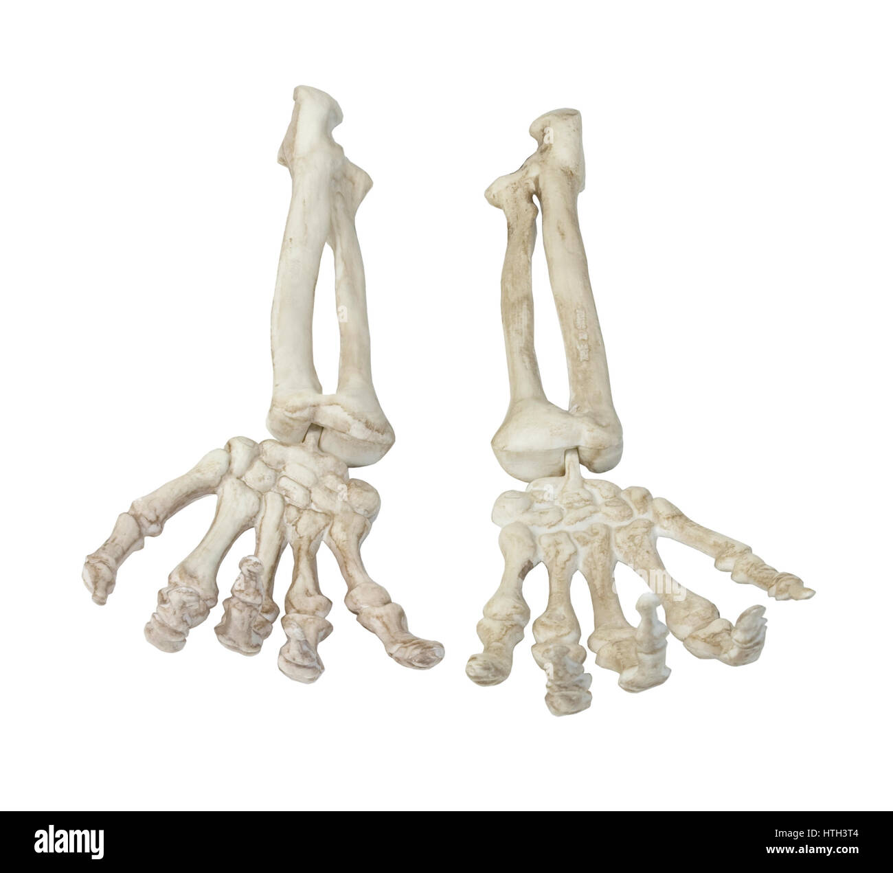 Skeleton Hands Palms Up Towards You - path included Stock Photo