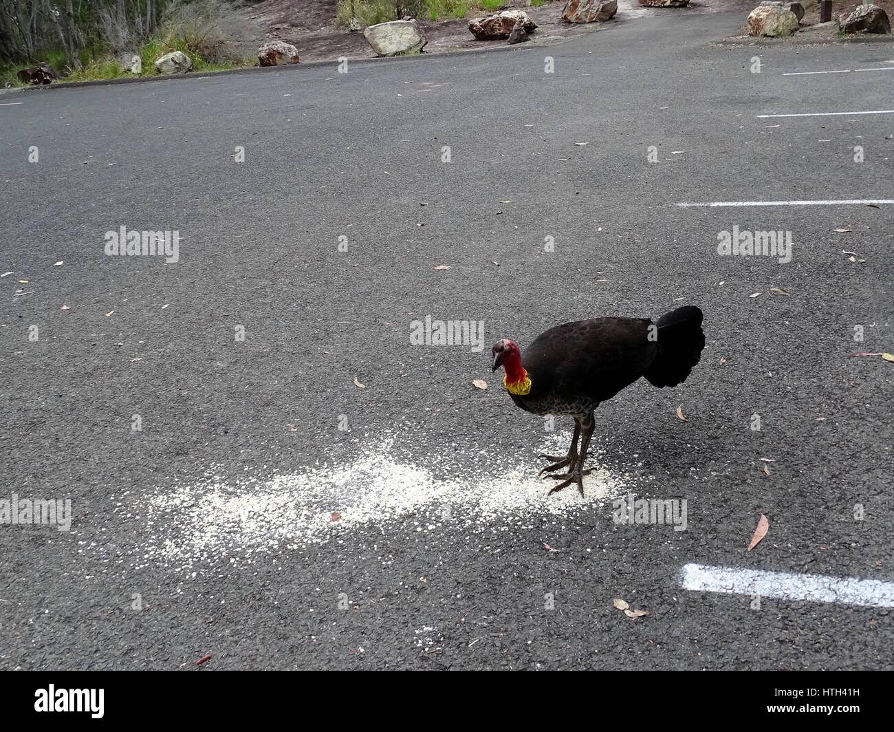 Bush Turkey Stock Photo