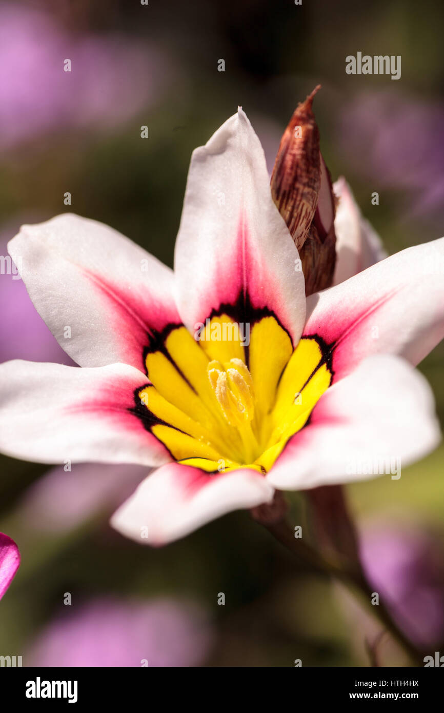 Mariposa lily flower blooms in a botanical garden in spring Stock Photo