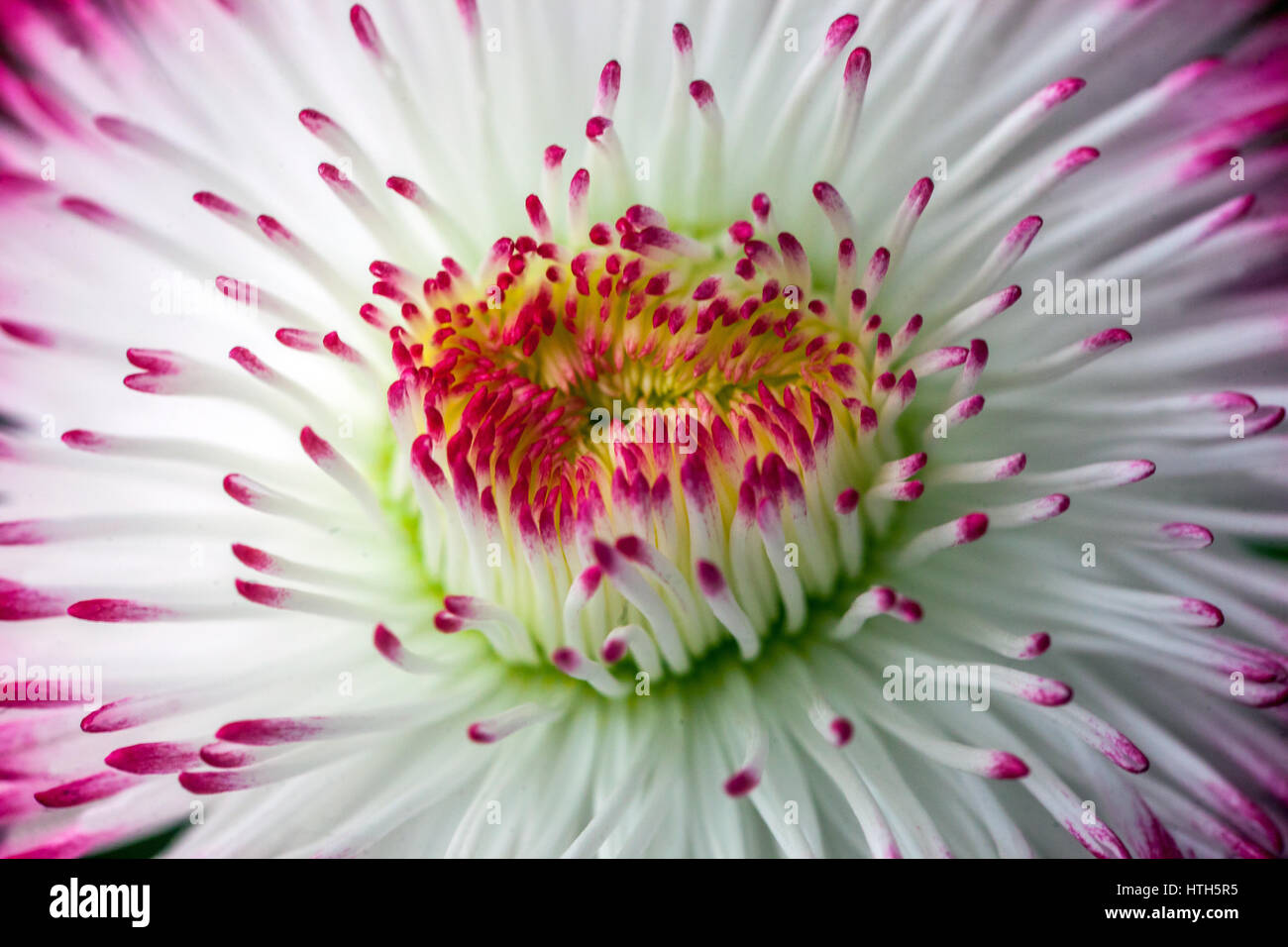 Pink English Daisy flower Stock Photo