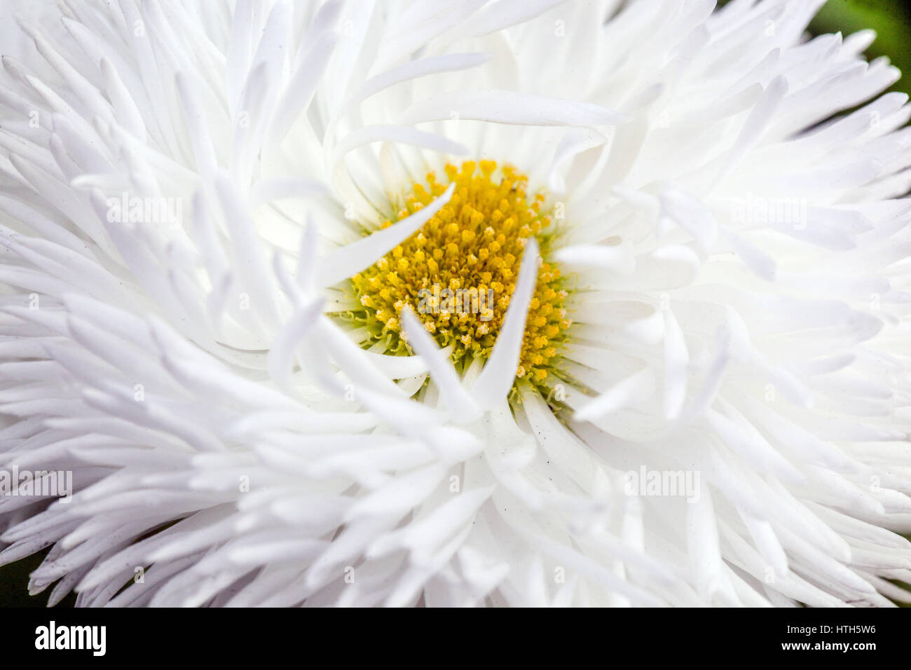 Garden cultivar White English Daisy flower Stock Photo - Alamy
