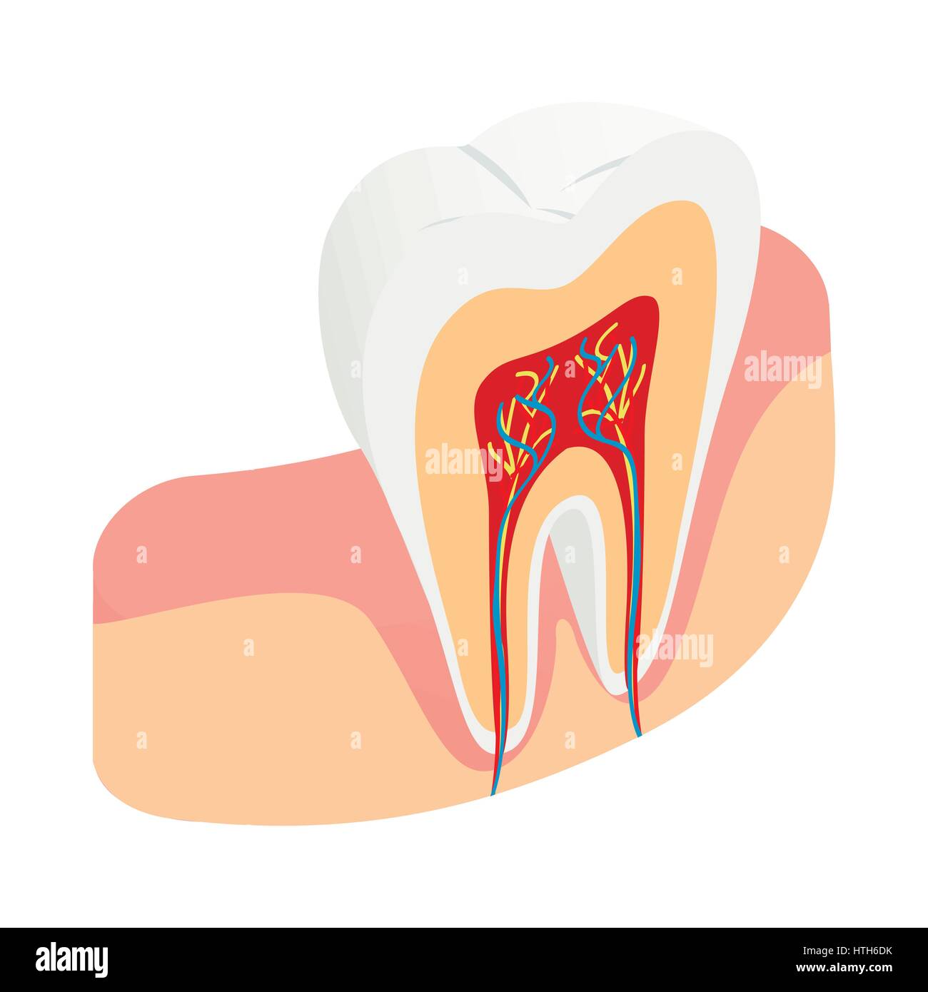 Tooth cross section icon, isometric 3d style Stock Vector Image & Art ...