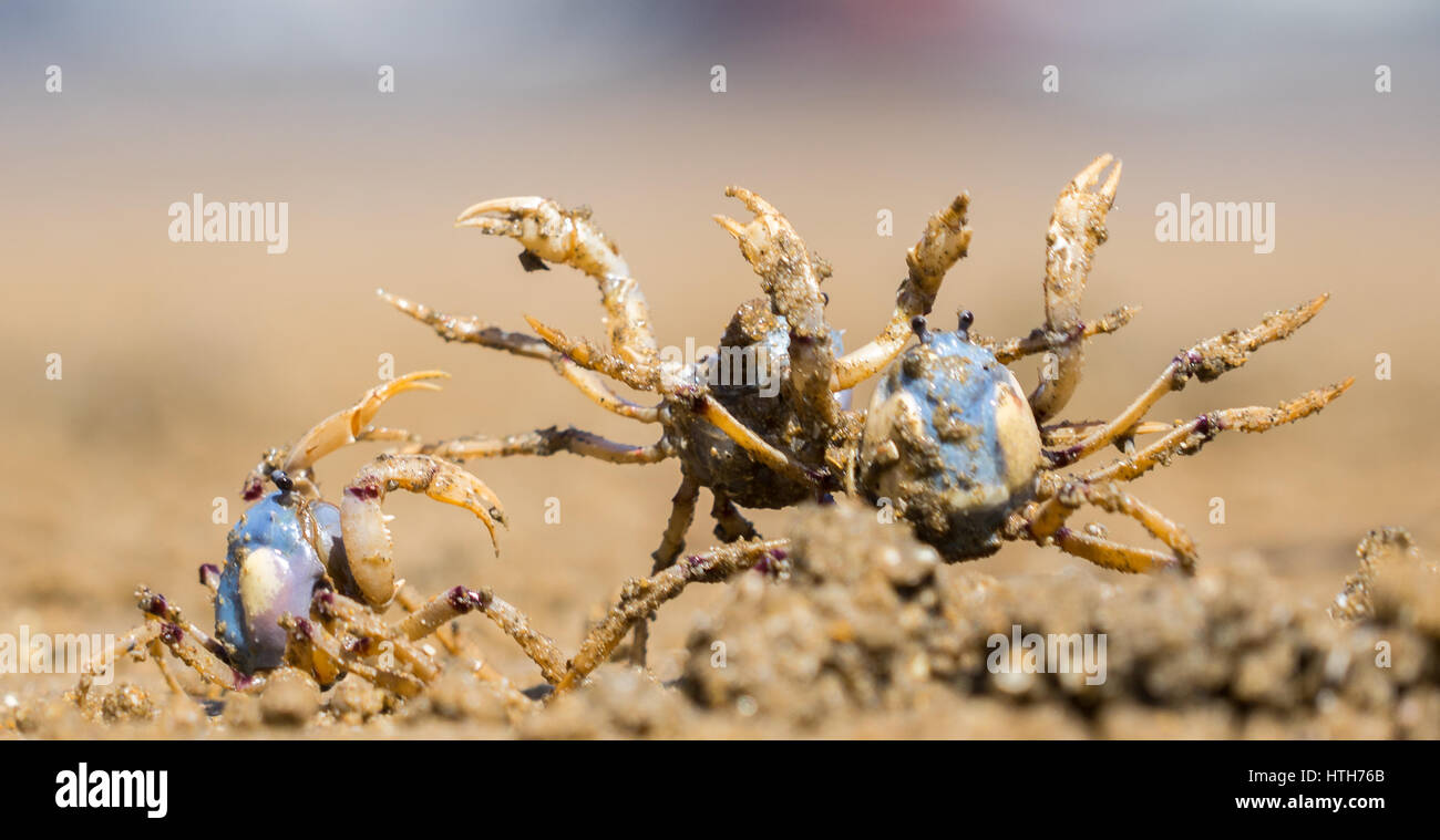 Close up of blue soldier crabs fighting on the beach Stock Photo