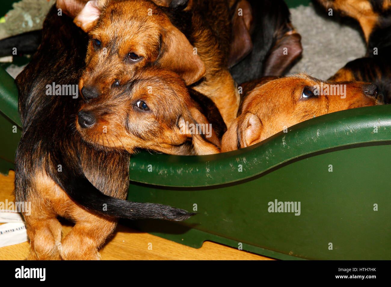 Litter of Wirehaired Dachshund puppies Stock Photo Alamy